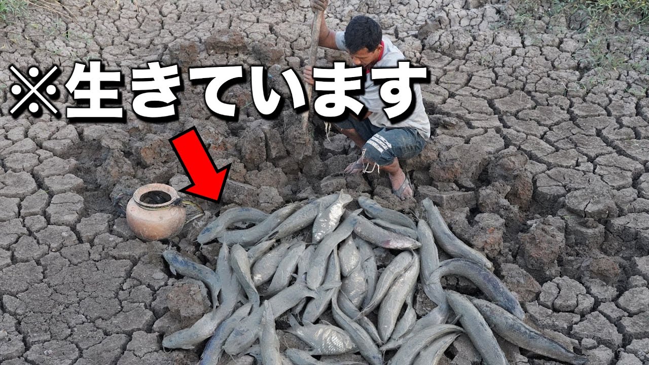 地面を掘れば出てくる！水がなくても生きられる魚がいる！？
