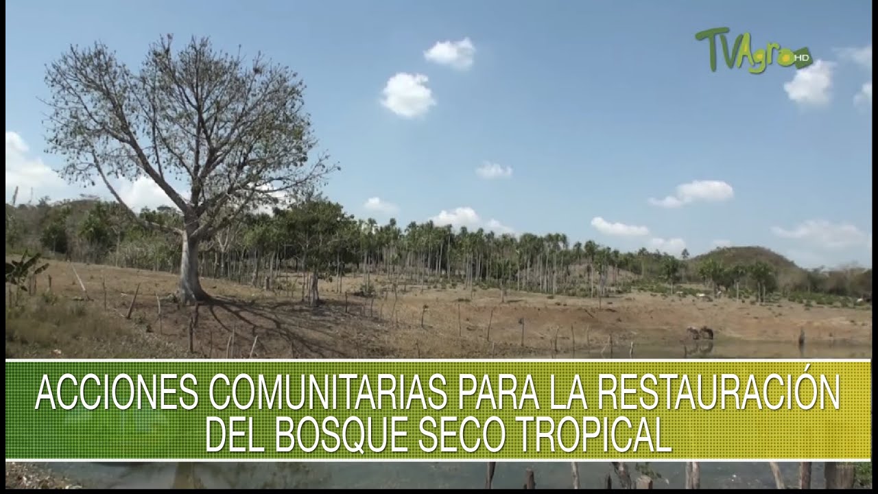 Acciones comunitarias para la restauracion del bosque seco tropical - TvAgro por Juan Gonzalo Angel