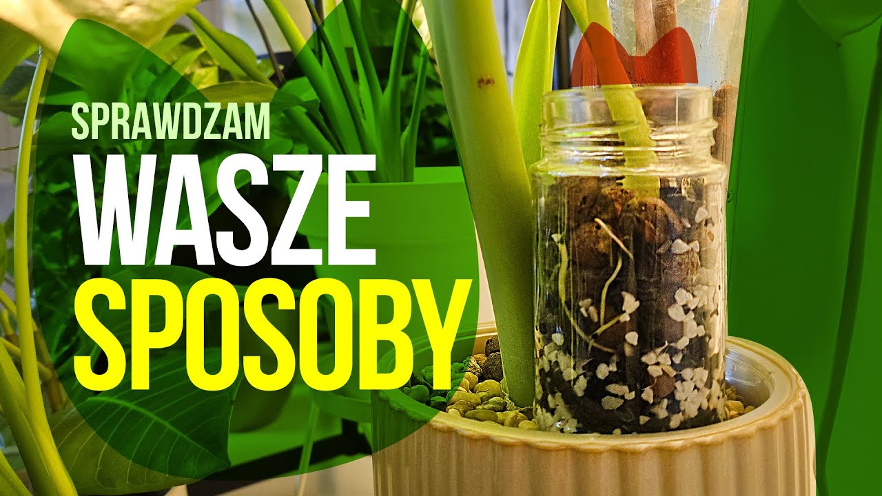 Ukorzeniam i przesadzam według rad od widzów!