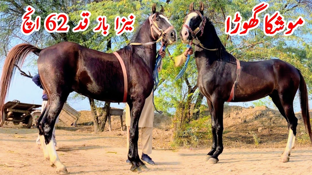 Naze Baz Mushka Ghoda For Sale | 62 Inch Ghora 2025