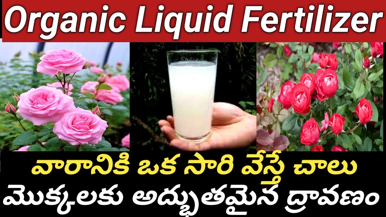 Free of cost //గులాబీ మొక్కల సంజీవిని//మొక్కలు ఆరోగ్యంగా ఉంచడానికి ఇది అద్భుతంగా పనిచేస్తుంది