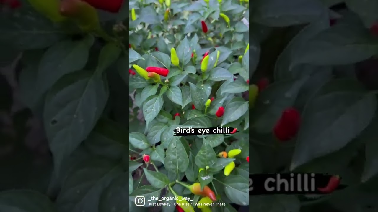 Thai chilli or bird&rsquo;s eye chilli | Details in description