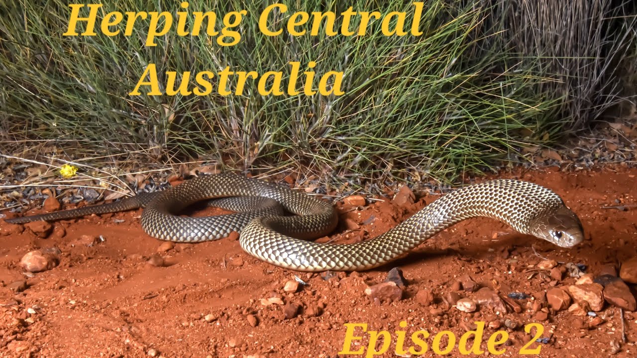 Herping Central Australia! Episode 2: We Found The Largest Elapid, Gecko and Monitor in Australia!