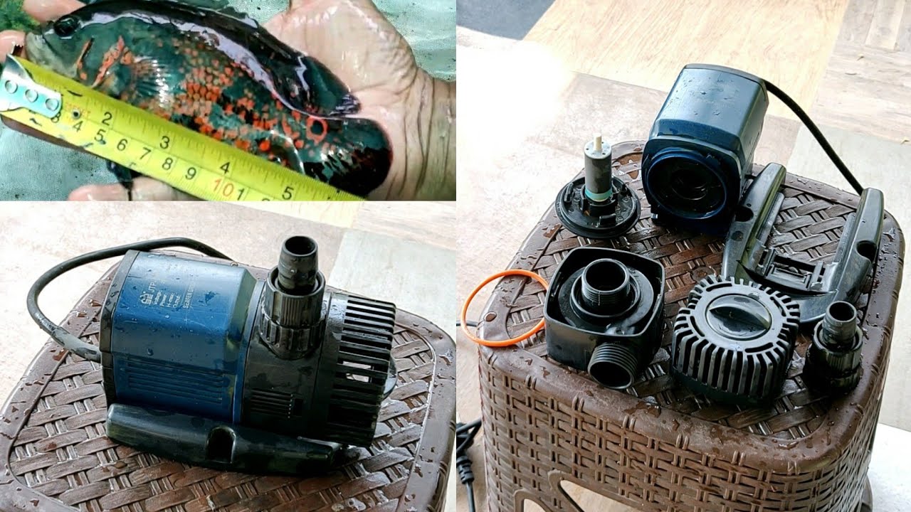 അക്വാപോണിക്സിലെ submersible pump | Submersible pump for aquaponics | aquaponics in kerala