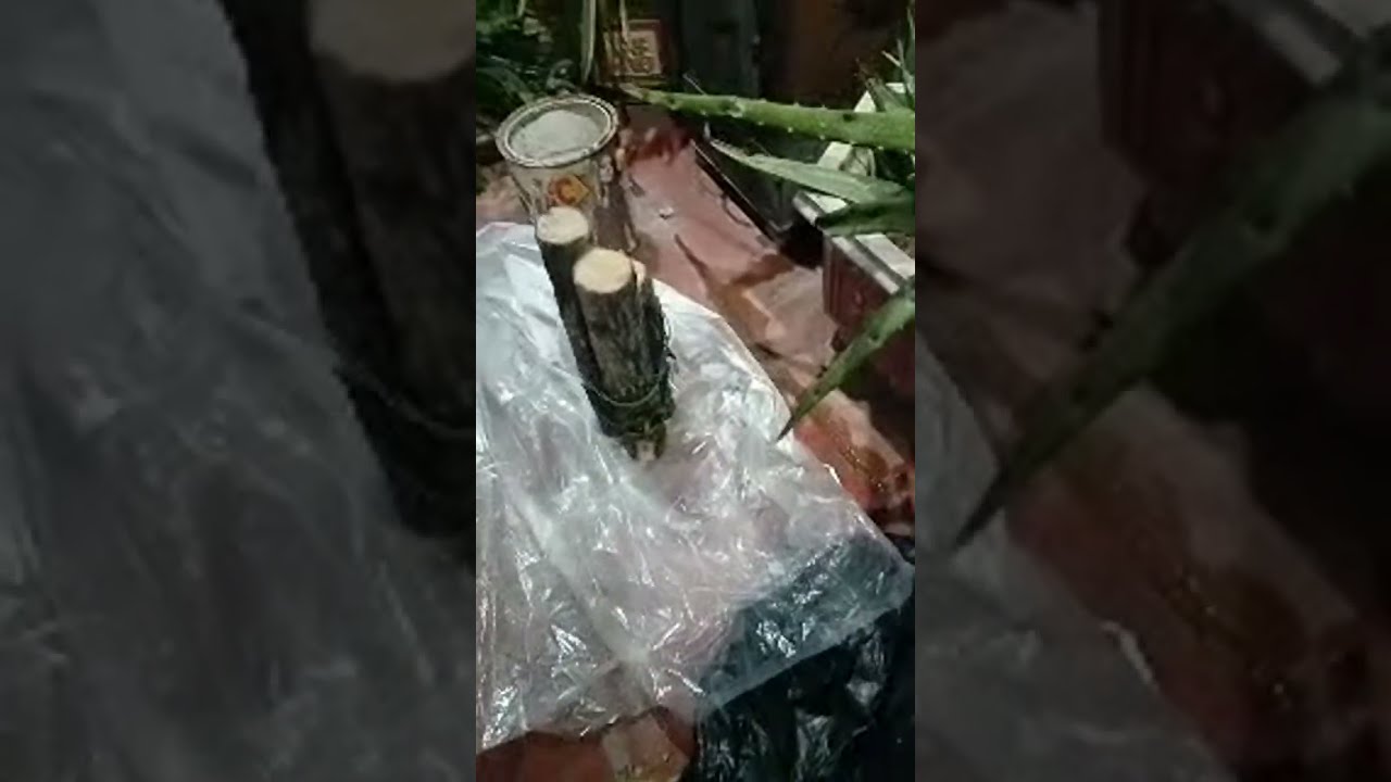 NGUOIBANHANG VLOG đang phát trực tiếp!Kỹ Thuật Trồng Trọt: Thiết Mộc Lan