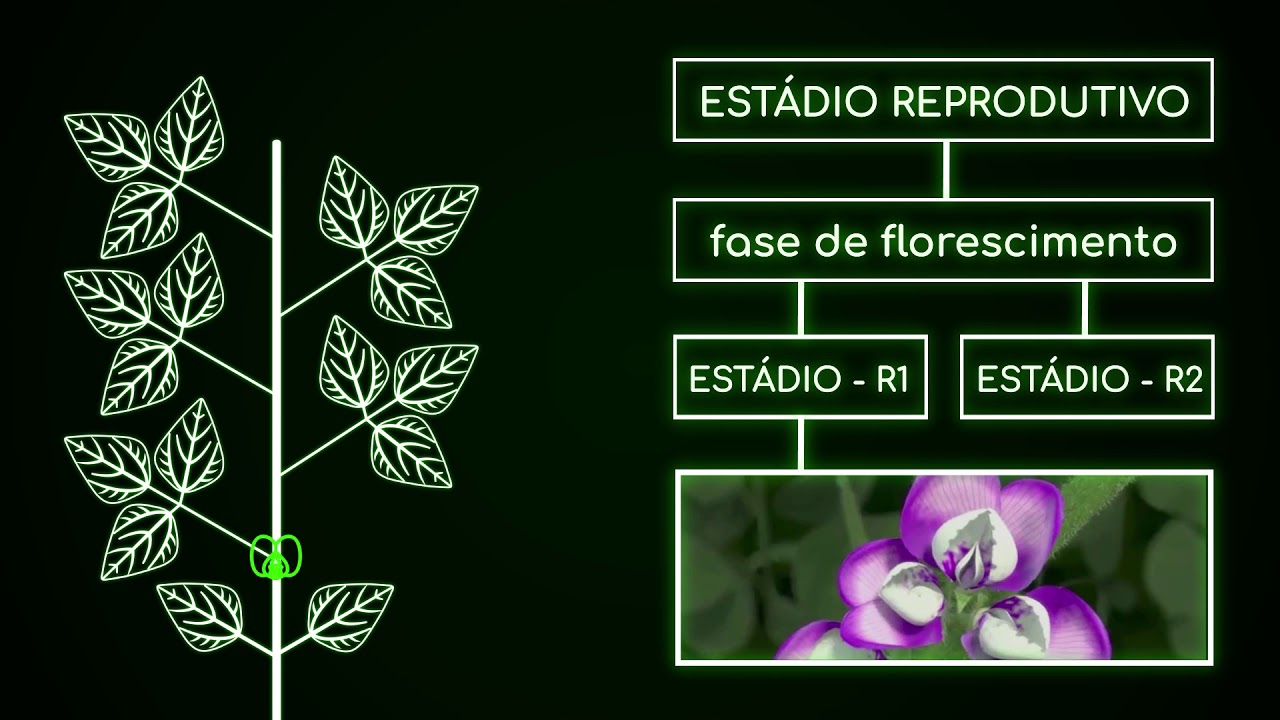 Estádios de Desenvolvimento da Soja
