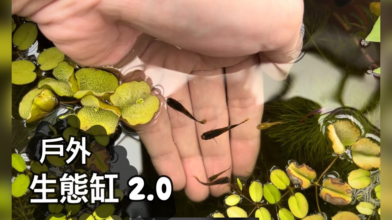 水族【戶外生態缸2.0】最佳環境紀錄｜Outdoor fishtank 2.0