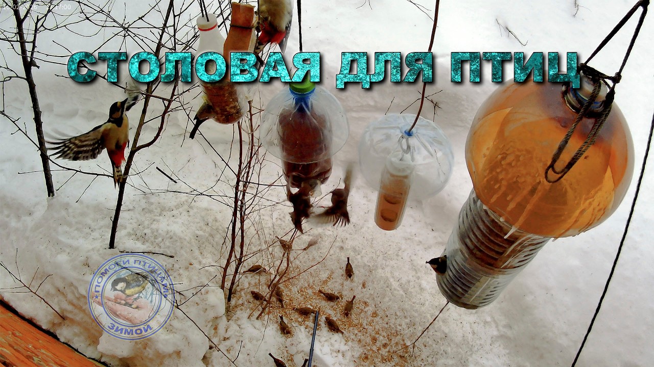 Кормушка для птиц 16 февраля 2026 года (06)