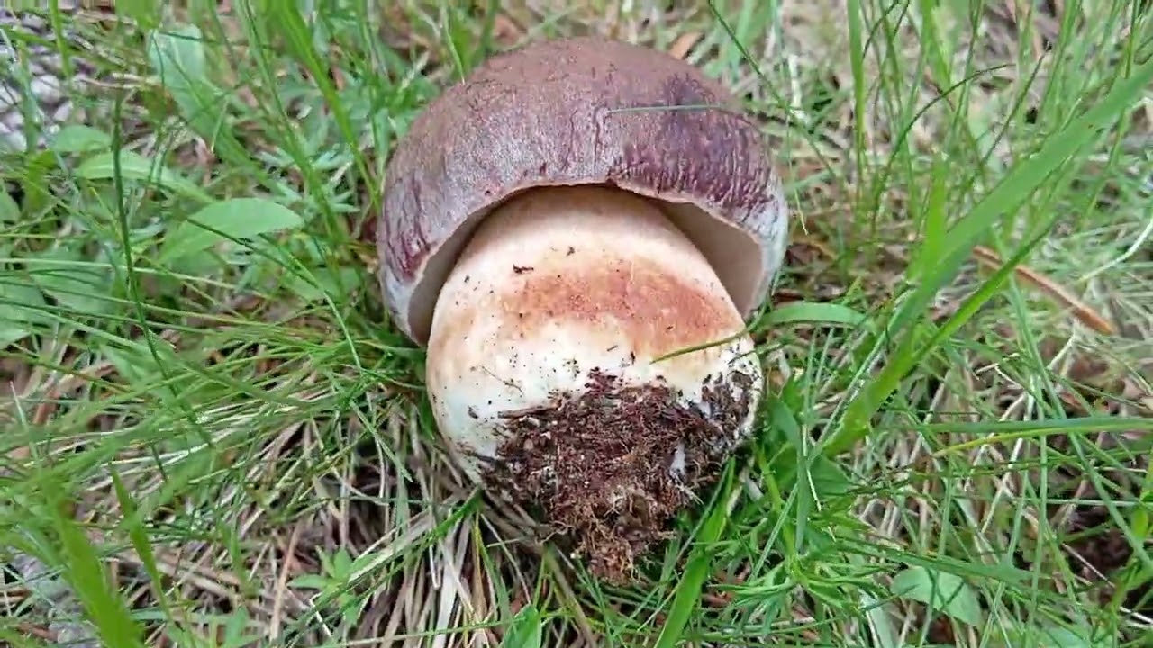 boletus y más boletus