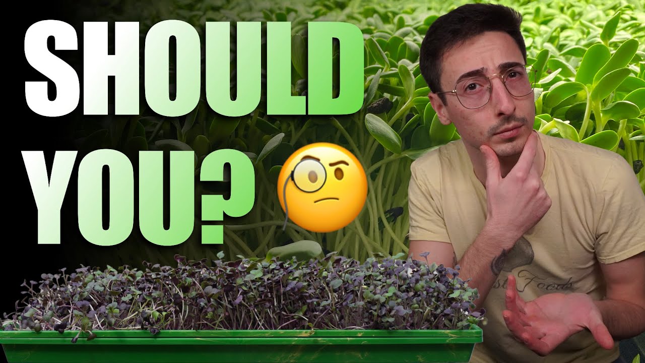 Microgreen Growers - Should You Become One?
