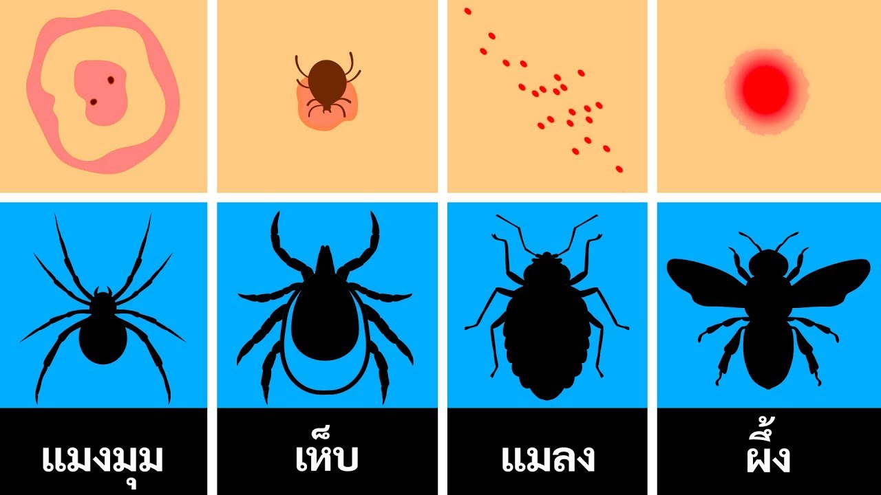 วิธีวิเคราะห์รอยกัดของแมลงและวิธีรับมือกับพวกมัน