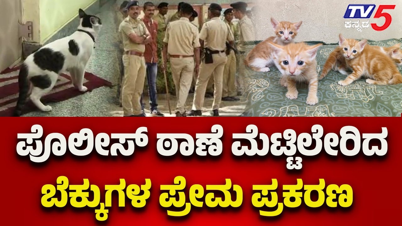 Bengaluru- Cats' Love Affair Reaches Police Station : Love affair of cats reached the police station