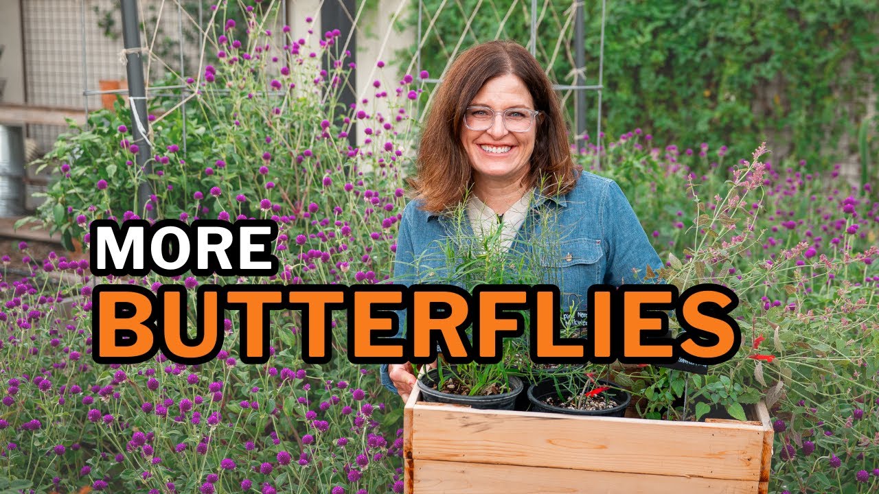 Why You’re Not Getting Butterflies in Your Garden