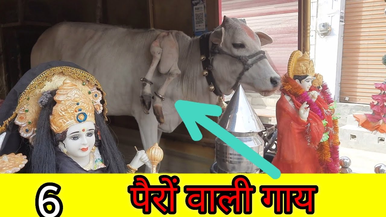 गौमाता नंदिनी 6 पैरों वाली गाय / गाय माता के दर्शन कीजिए / जय गौ माता / Hemant raj vlog studio _