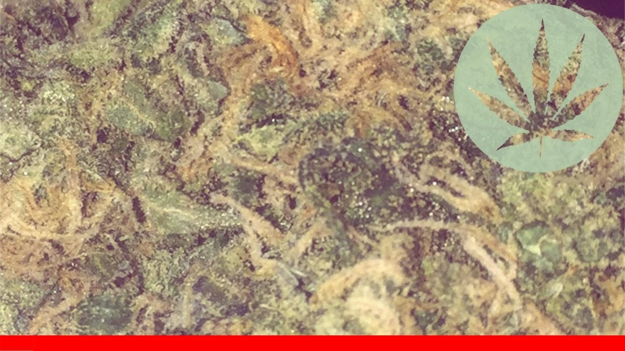 Silver Surfer - All About This Strain