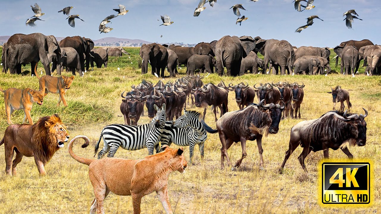 4K African Wildlife: Amazing Moments of Etosha National Park With Calming Music & Relaxing Nature 4K