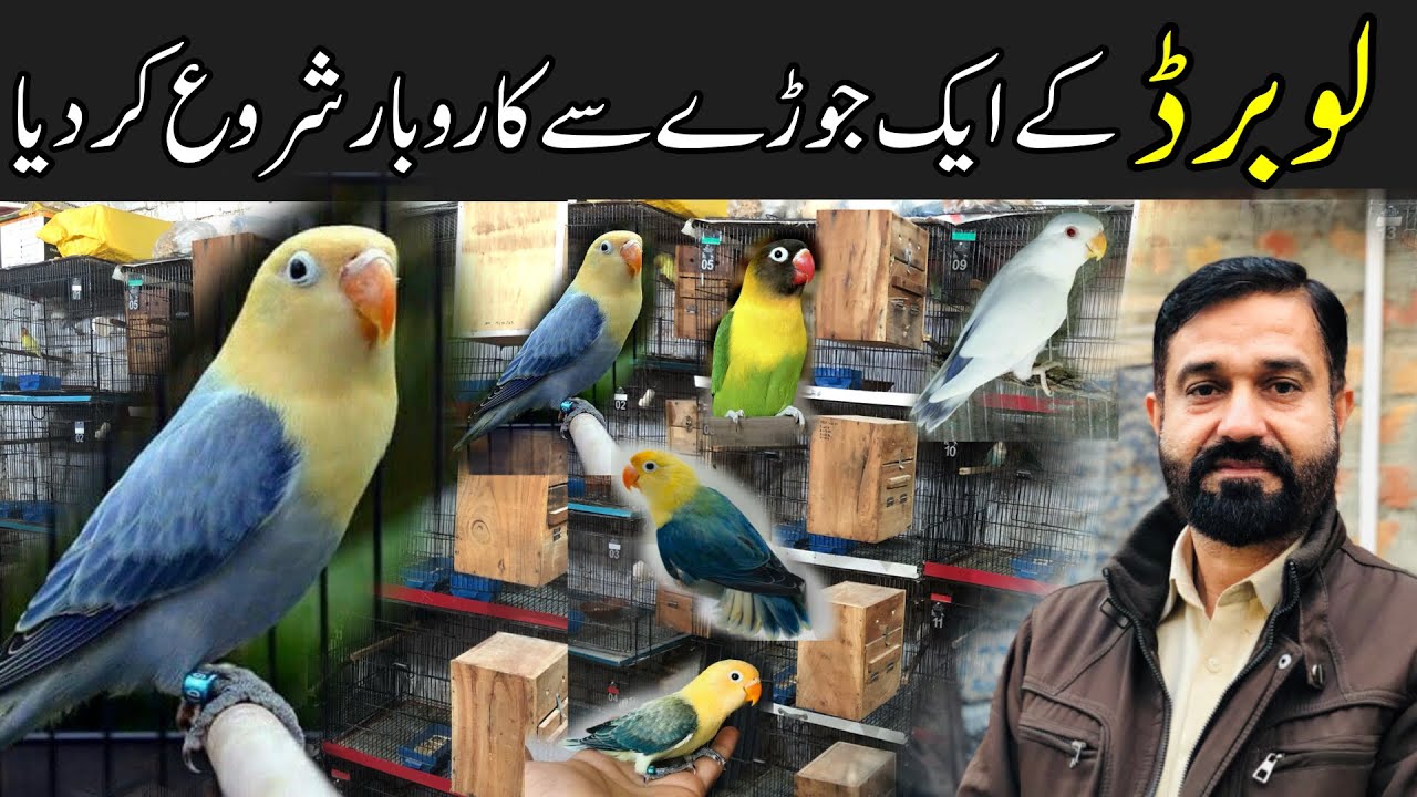 World most expensive love birds mutation | yellow face lovebirds | love birds breeding setup|parblue