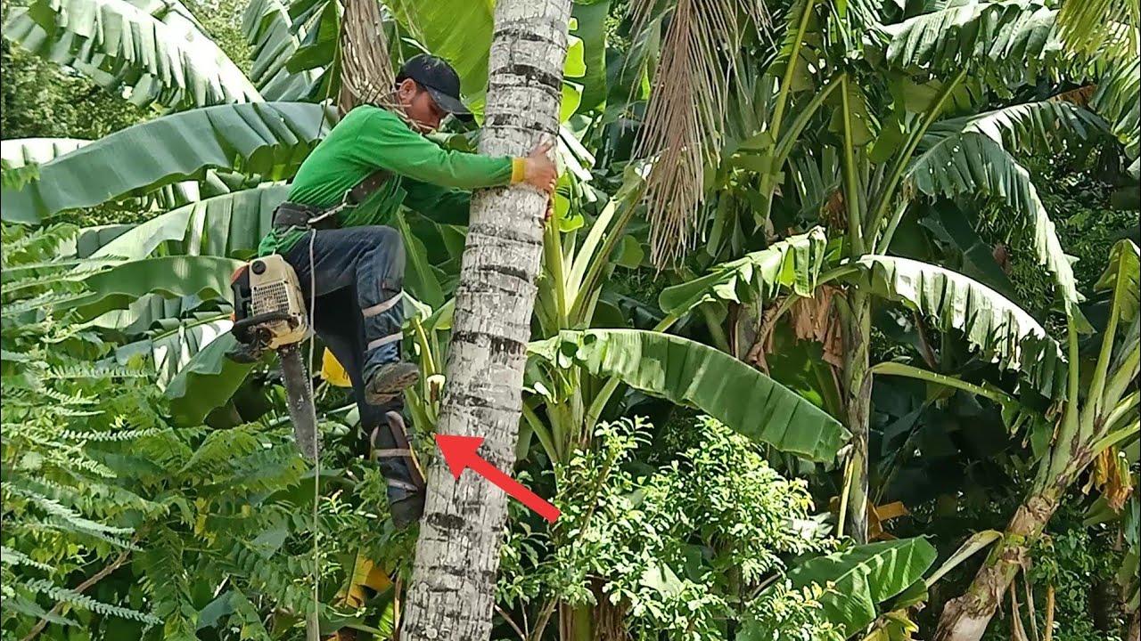 anh thợ leo móng cắt hạ cây dừa ở trong sóc