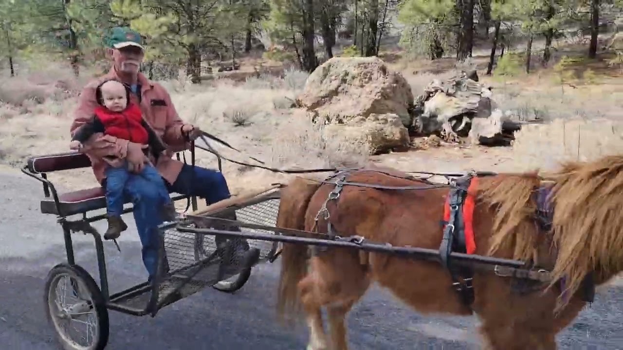 Driving Mini Horses In Eastern Oregon