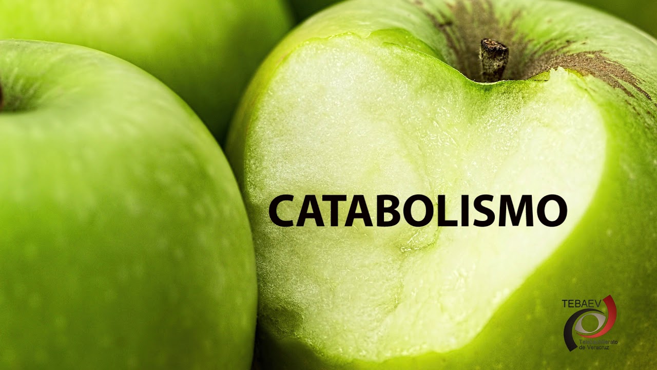 El metabolismo