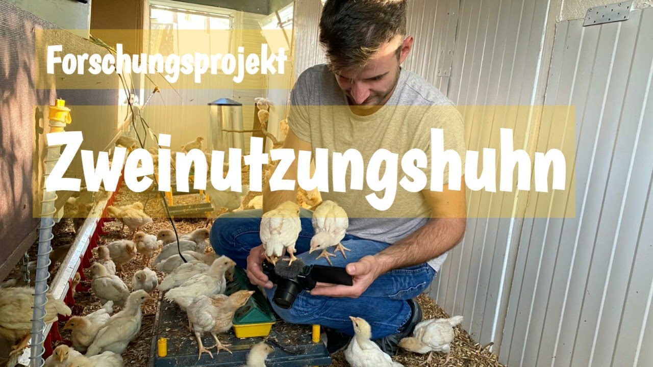 Projektvorstellung Zweinutzungshuhn | Kükenaufzucht