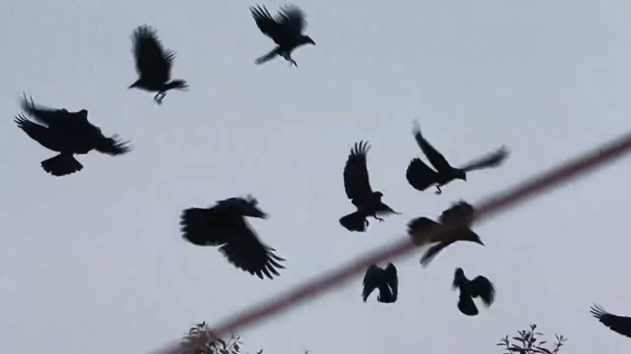 Kawwe Ped Ke Aas-Paas Udate Aur Chillate Hue 🐦🌳 | Mysterious Crow Gathering