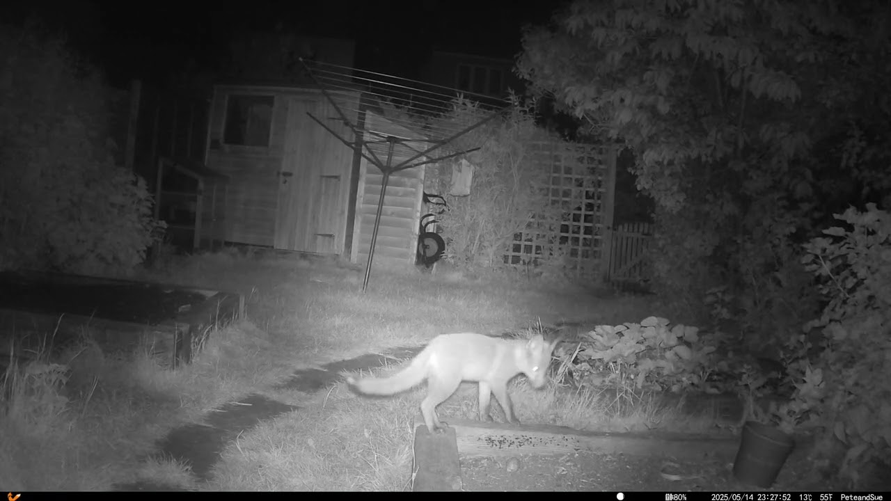 Fox Shed Watch 14th-15th May 2025