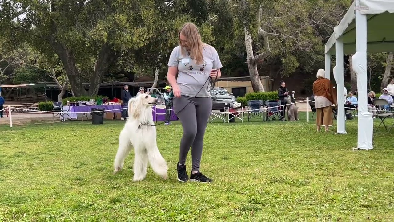Highlights of the Afghan Hound Rescue Parade 2024