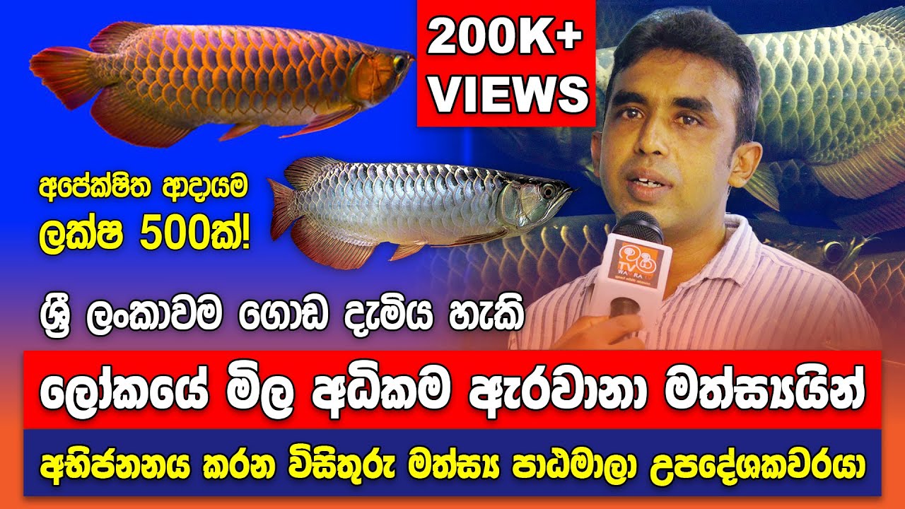 Inside Sri Lanka's Biggest Arowana Breeding Farm - Arowana Fish Breeding in Sinhala
