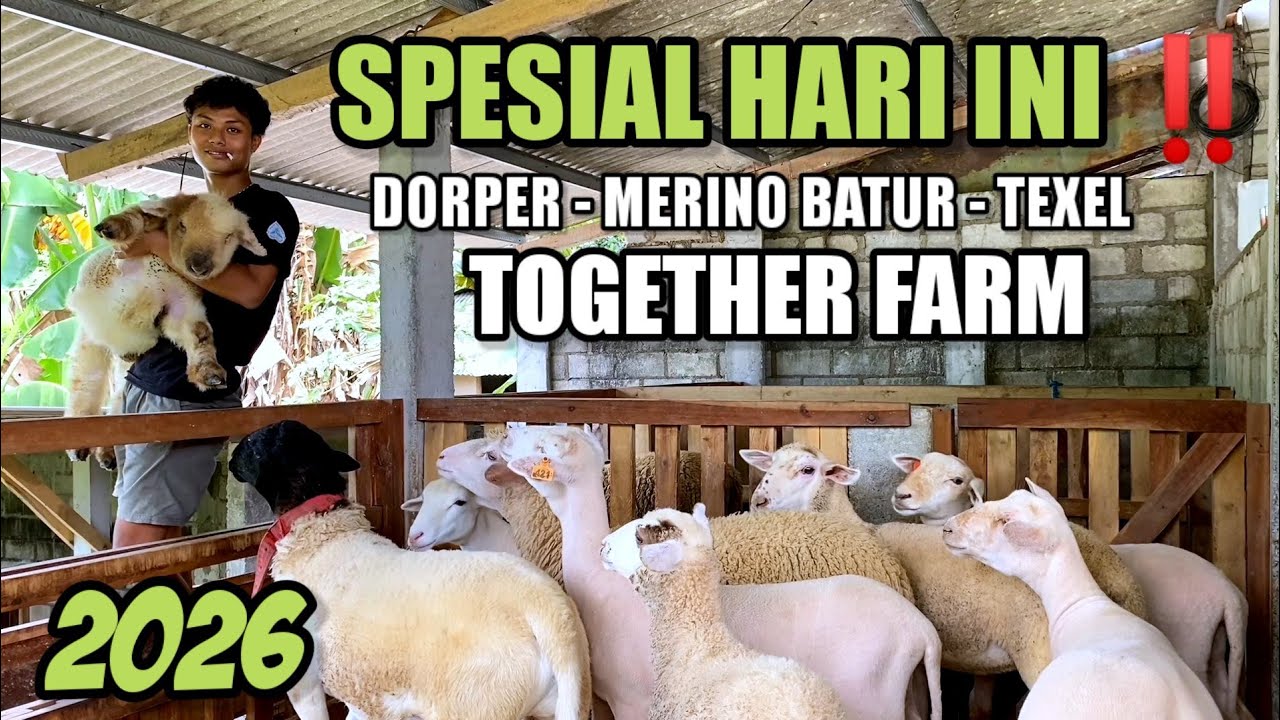 RIVIEW HARGA DOMBA HARI INI 2026 MULAI DOMBA DORPER, TEXEL, MERINO BATUR DI TOGETHER FARM BLITAR