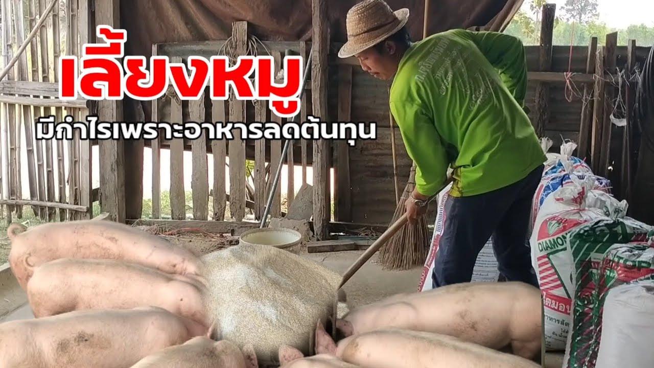 แจกสูตรอาหารลดต้นทุนสำหรับคนเลี้ยงหมู เพื่อเพิ่มกำไรให้ได้มากที่สุด