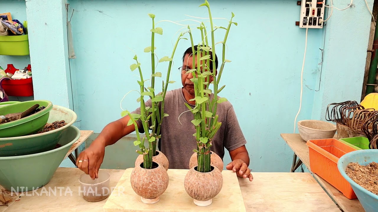 How to grow medicinal plant hadjod at home