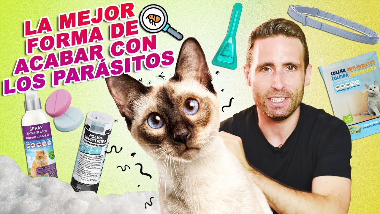 ¿La mejor forma de ACABAR CON PARÁSITOS EN TU GATO? 😺👾| DESPARASITACIÓN EXTERNA e INTERNA en gatos