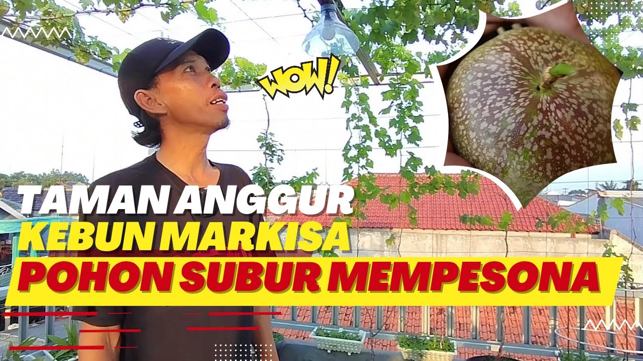 Pupuk Organik, Buah Eksotik! Dari Markisa Sampai Anggur Fantastik!