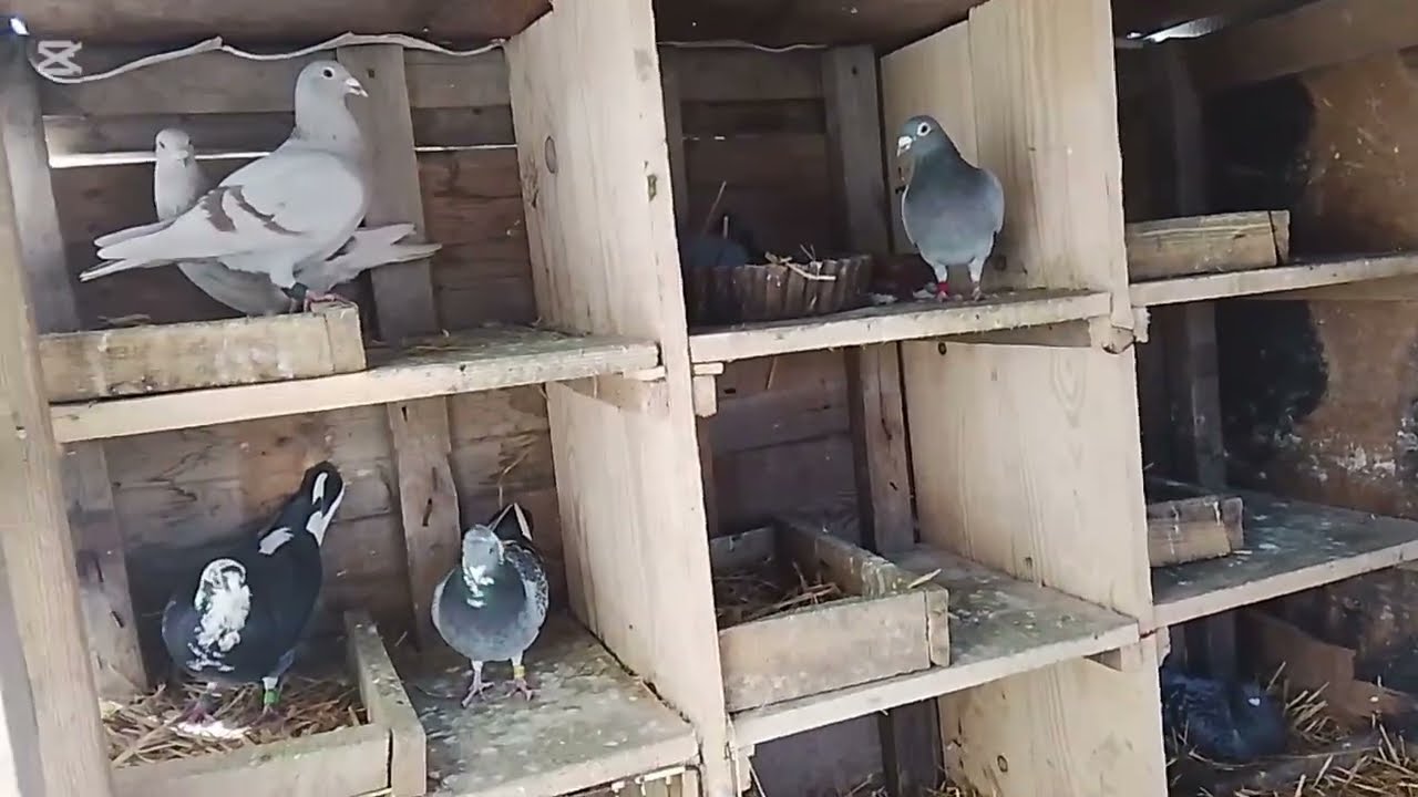 Năutațile la porumbei voiajori (Am achiziționat un mascul) ♥️🥇🕊️🕊️