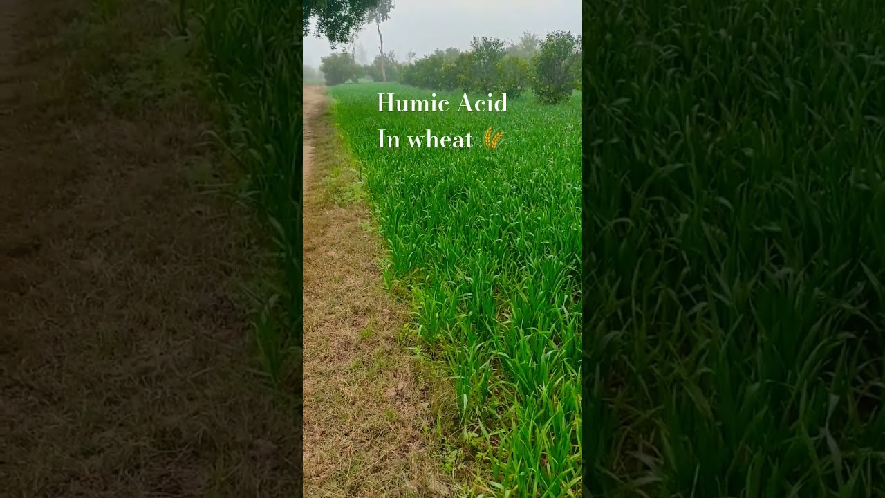 Increase Wheat Production with Humic Acid #wheatcrop #agriculture