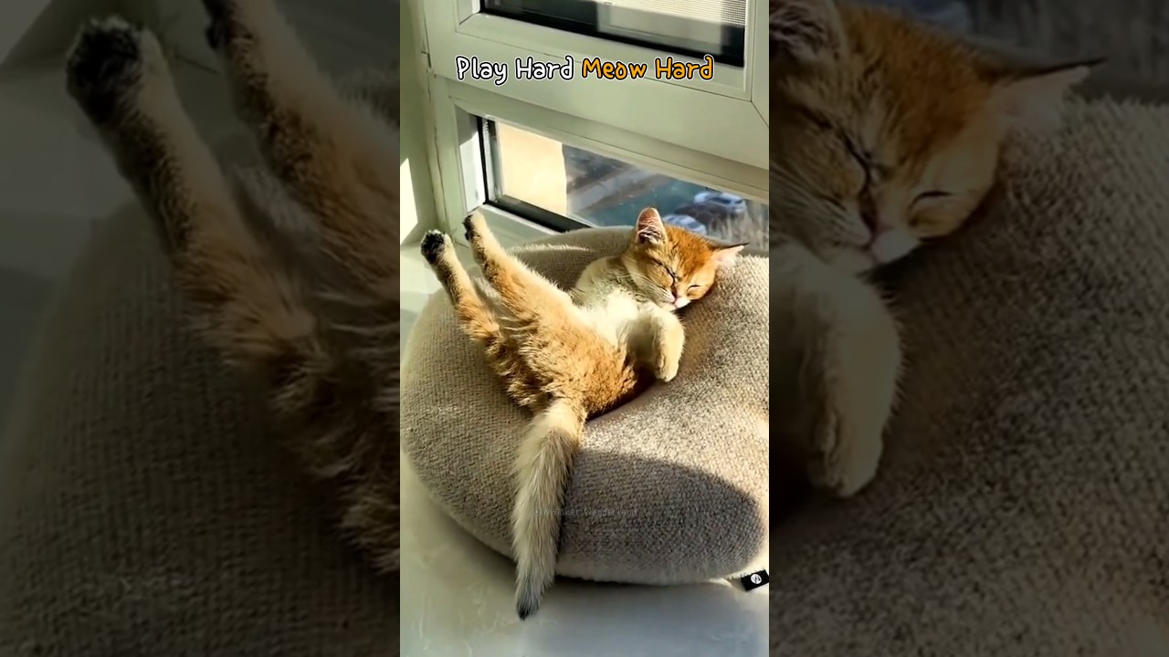 Play Hard Meow Hard