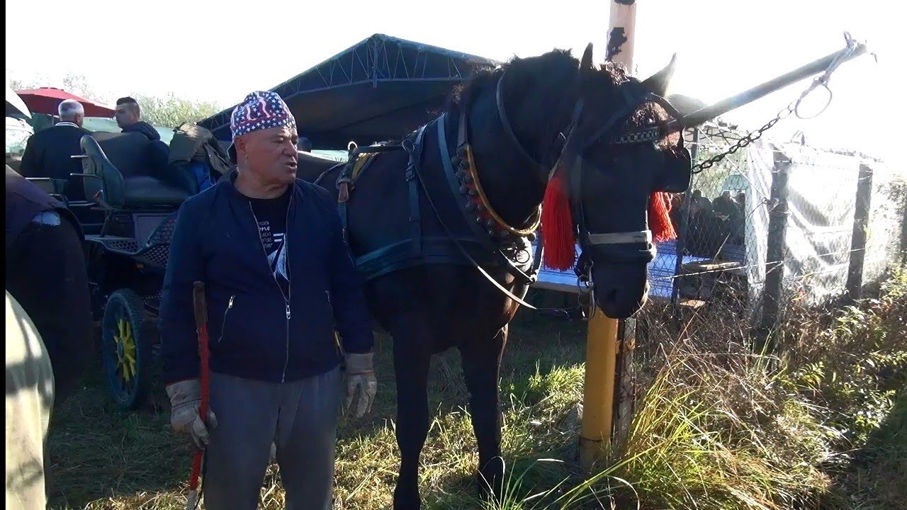 Puračic tradicionalni vaser👉Stočna pijaca