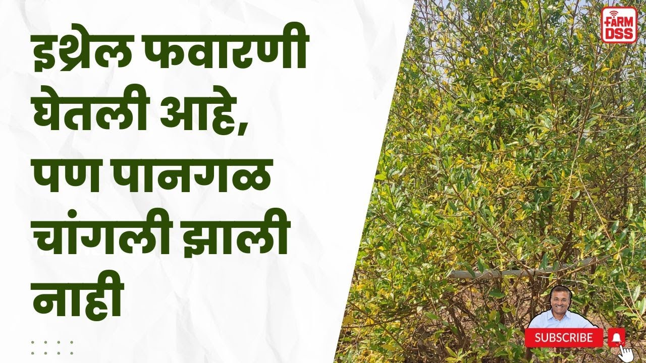 प्रश्न क्रमांक 86 - इथ्रेल फवारणी घेतली आहे, पण पानगळ चांगली झाली नाही. @BTGore
