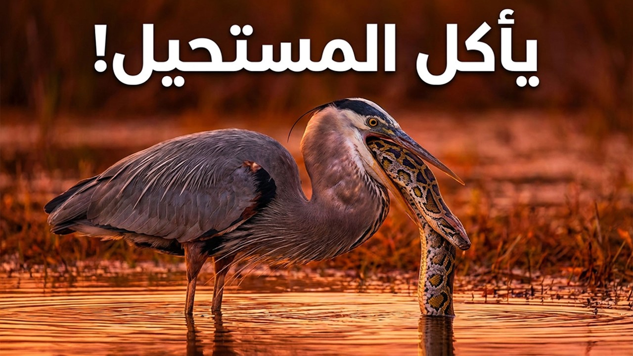 سفّاح المستنقعات الصامت.. الضربة التي لا تُخطئ أبداً! | وثائقي