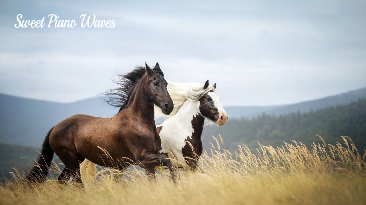 Beautiful Relaxing Piano Music - Peaceful Soothing Relaxation Music and Beautiful Horses