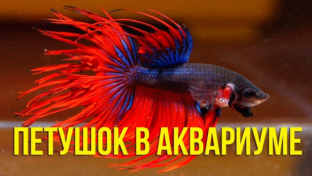 Секреты ПЕТУШКА: Уход и Разведение без Ошибок