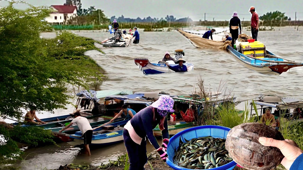 Con nước cá đi dân tứ xứ chạy bão qua Campuchia đánh bắt cá linh mùa lũ rút 