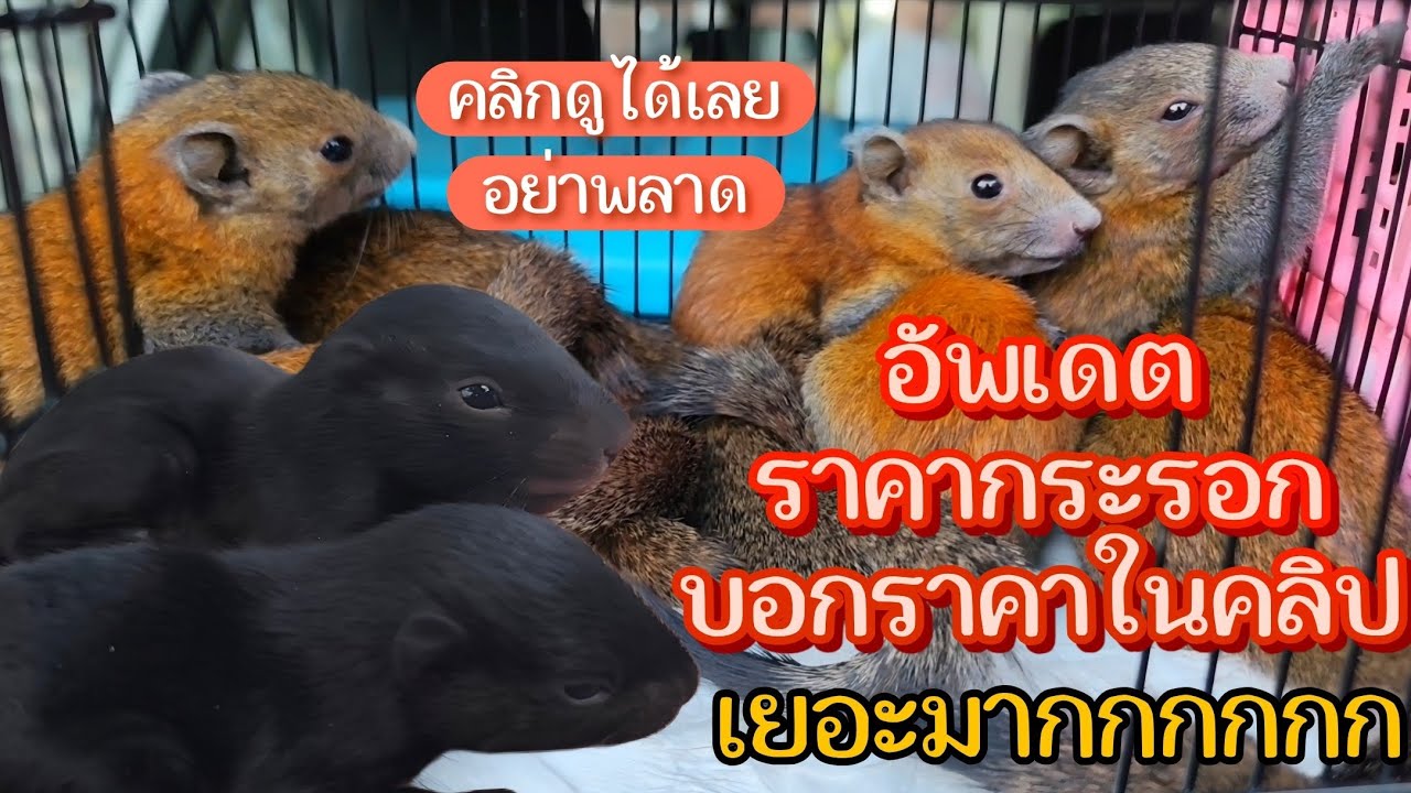 อัพเดตน้องกระรอกชุดใหม่ กระรอกราคาถูก สวย ส่งได้ทั่วไทย | กระรอก คลาสสิค