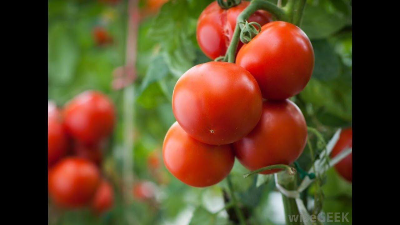 KnowledgeTv by ESRF S01E25 - Jinsi ya Kulima Nyanya kwenye Shamba Kitalu(Green House)