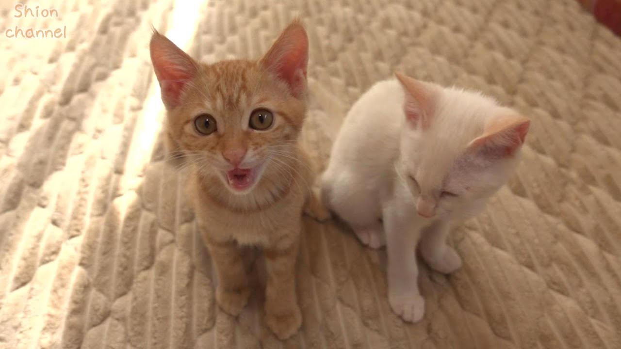 ご飯ちょうだい！並んでご飯待ちをする子猫たち