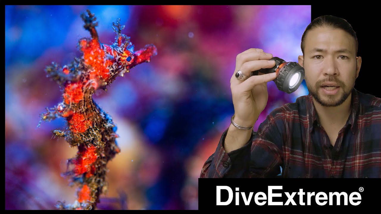 【映える写真】プロの写真家がレビューする超便利な水中ライト【DiveExtreme】