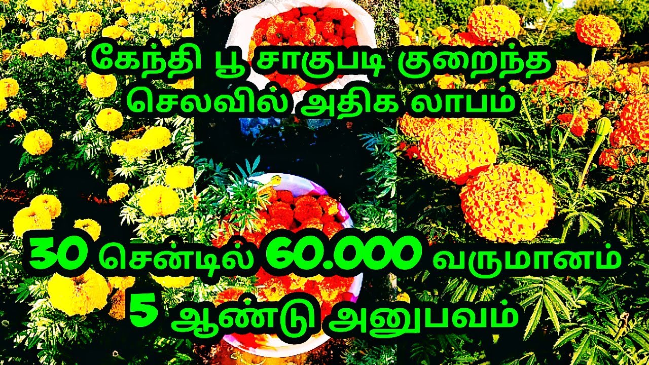 கேந்தி பூ சாகுபடி குறைந்த செலவில் அதிக லாபம்/marigold cultivation tamil/https:/youtu.be//h-uF9LFTMI4