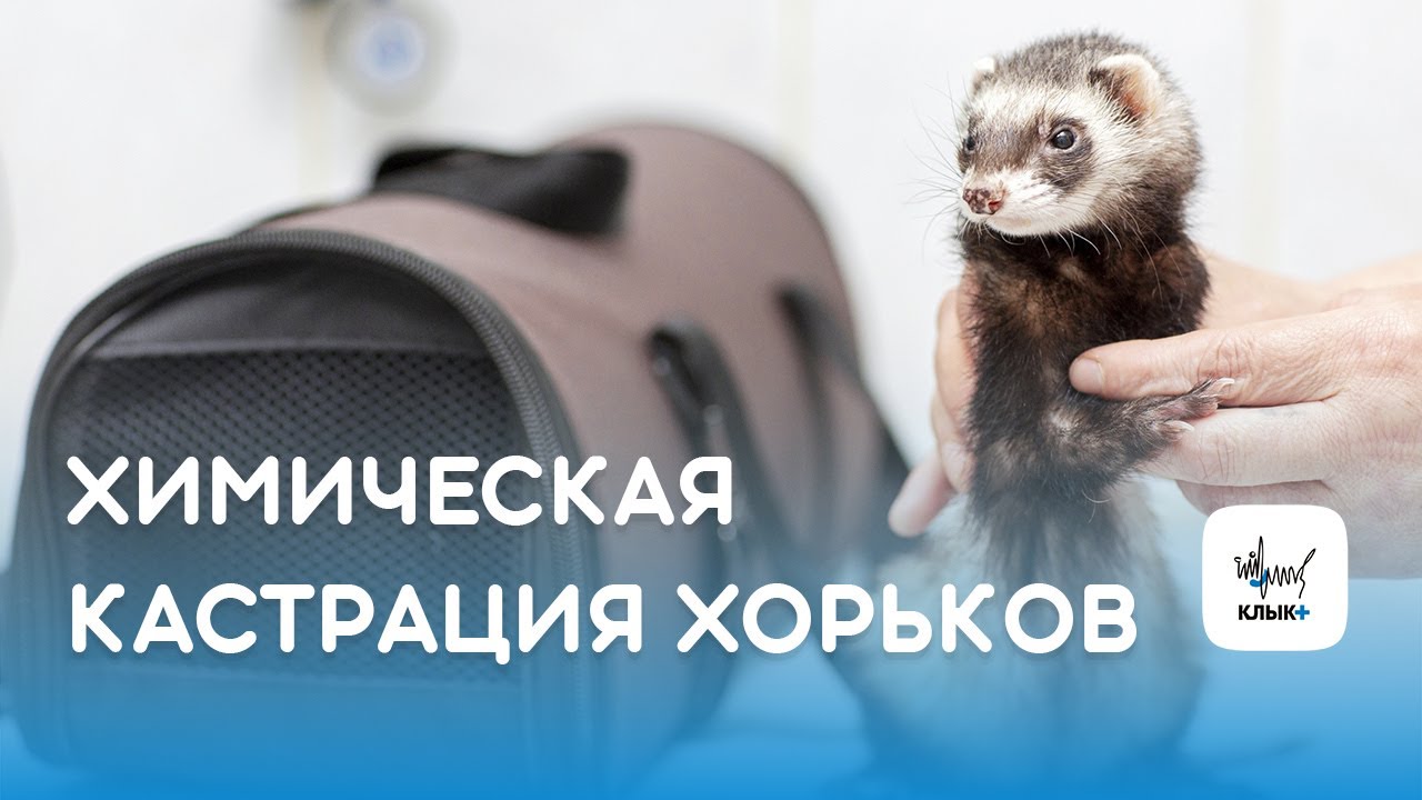 Химическая кастрация хорьков супрелорином