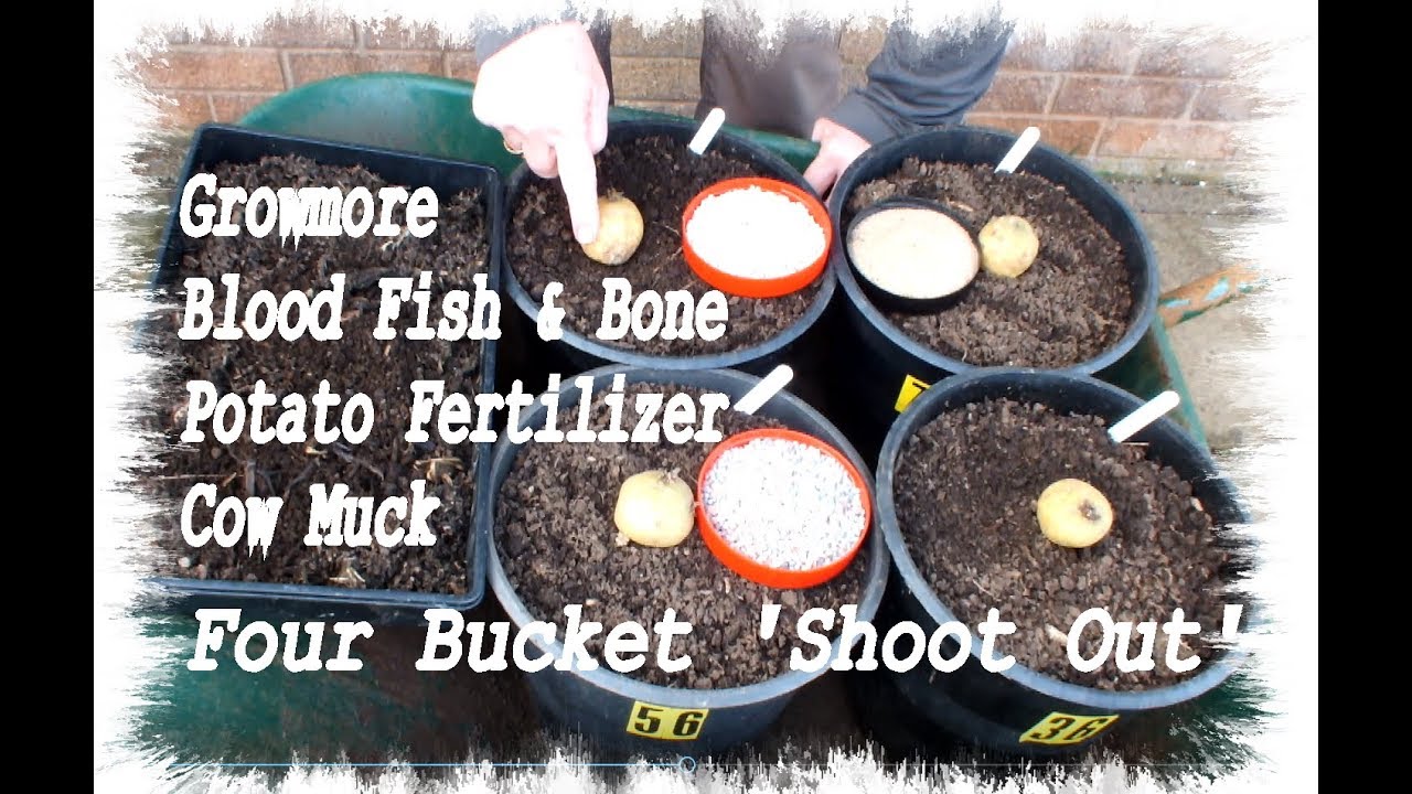 Grow Potatoes in recycled reenergised soil
